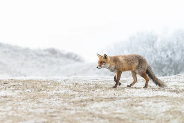 Raposa vermelha caminha através da neve — Fotografia de Stock