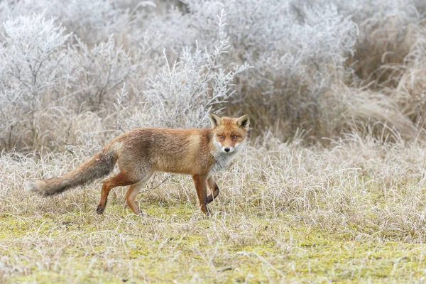 Червона лисиця йде снігом — стокове фото