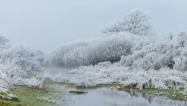 Winterlandschap in de Nederlandse duinen — Stockfoto