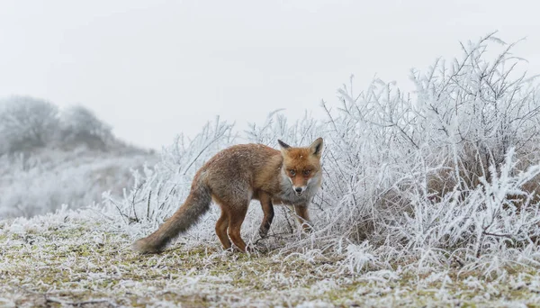 赤狐は、雪の中を歩く — ストック写真