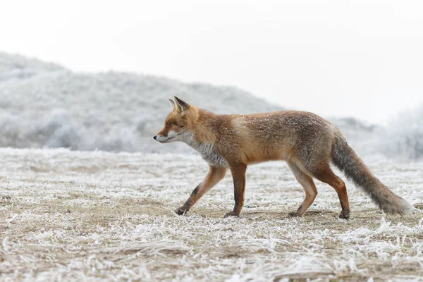 Красная лиса ходит по снегу — стоковое фото