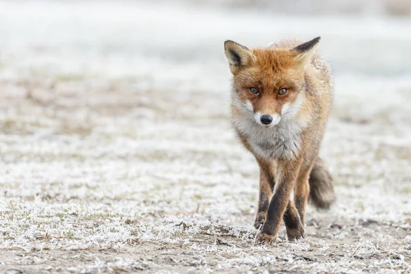 Красная лиса ходит по снегу — стоковое фото