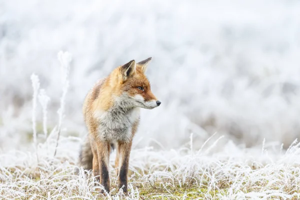 赤狐は、雪の中を歩く — ストック写真