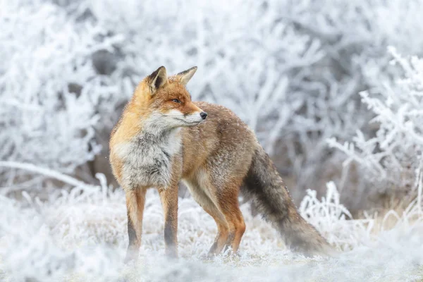 Red fox kar üzerinden yürüyor — Stok fotoğraf