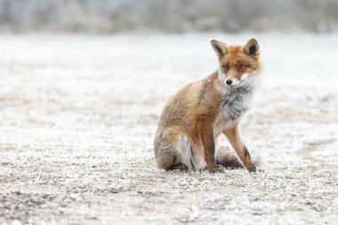 Red fox kar üzerinden yürüyor