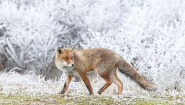 Red fox kar üzerinden yürüyor
