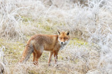 Red fox kar üzerinden yürüyor