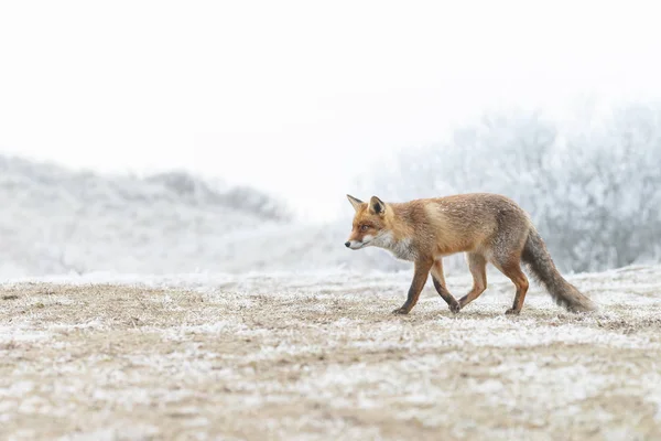 赤狐は、雪の中を歩く — ストック写真