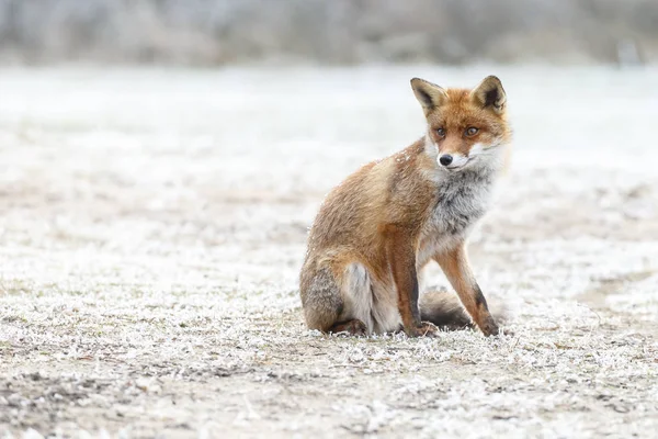 Raposa vermelha caminha através da neve — Fotografia de Stock