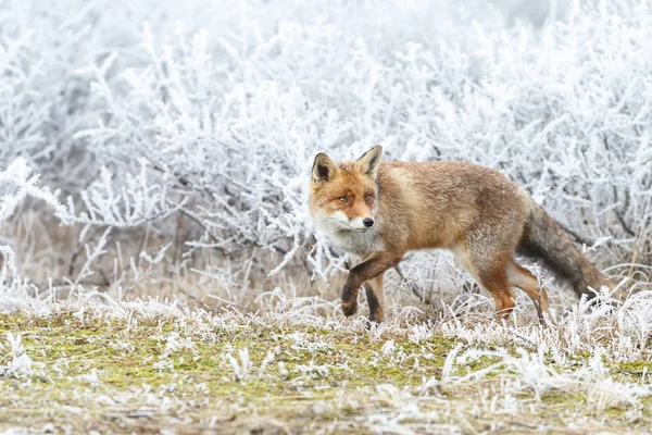 赤狐は、雪の中を歩く — ストック写真