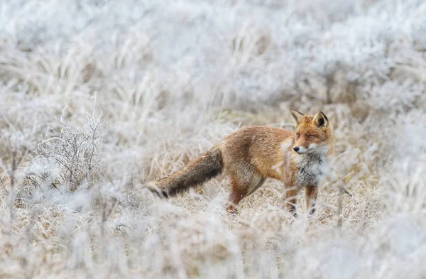 Red fox walks through the snow