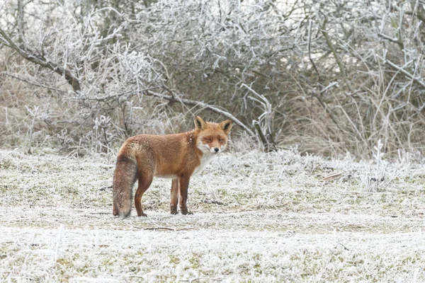 Κόκκινη αλεπού που περπατά μέσα από το χιόνι — Φωτογραφία Αρχείου