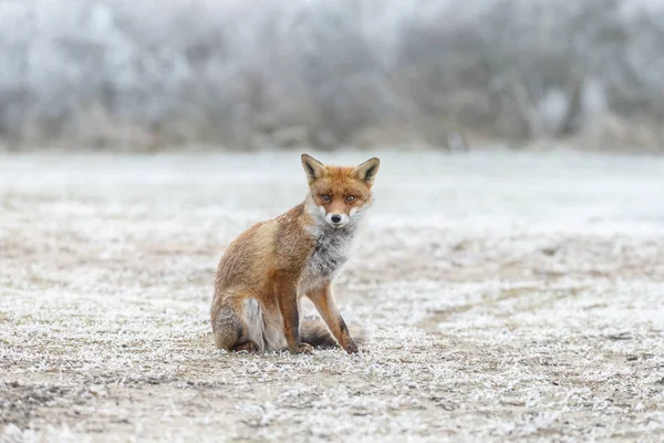 红狐狸穿过雪地 — 图库照片