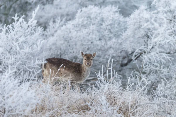 Fallow deer walking — Stock Photo, Image