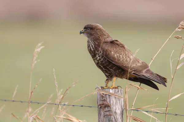 Buizerd op een paal in zonlicht — Stockfoto