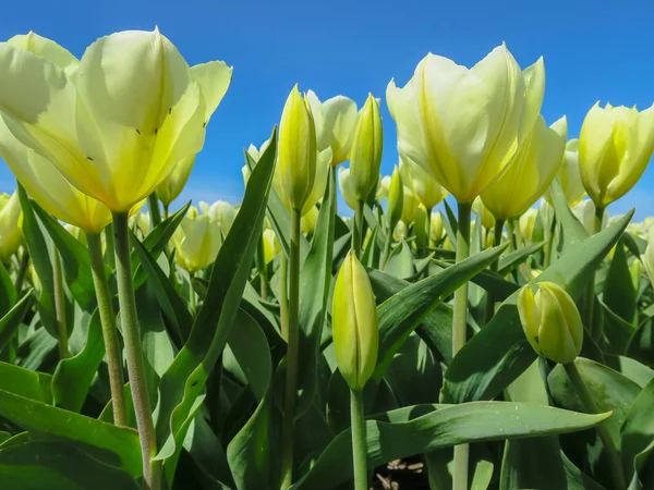 Поля з Тюльпани в Нідерландах — стокове фото