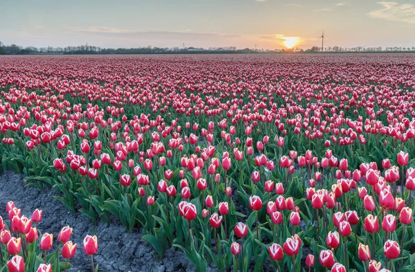 Campo com tulipas na Holanda — Fotografia de Stock
