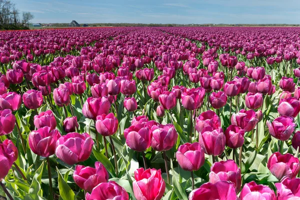 Campo com tulipas na Holanda — Fotografia de Stock