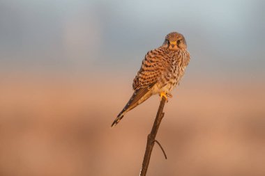 Kerkenez akşam ışık