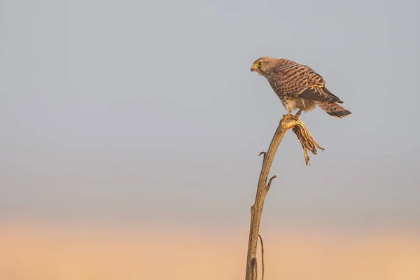 Kestrel comum na luz da noite — Fotografia de Stock