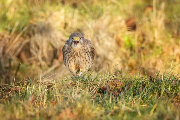 Common Kestrel eating a mouse — Stock Photo, Image