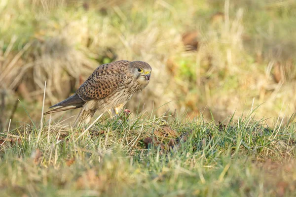 Kestrel comum comer um rato — Fotografia de Stock