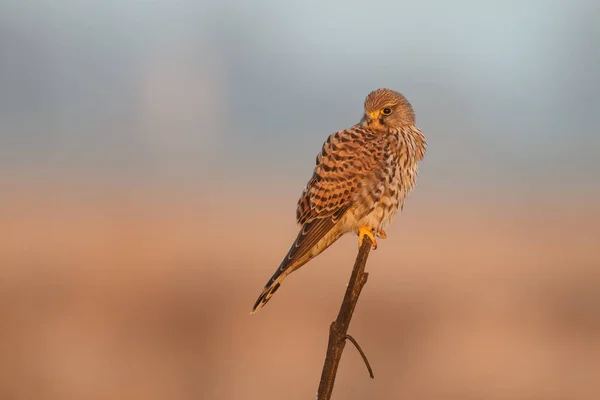 Kerkenez akşam ışık — Stok fotoğraf