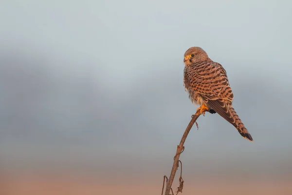 Kestrel comum na luz da noite — Fotografia de Stock