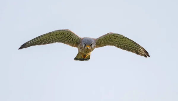 Gheppio comune in volo — Foto Stock