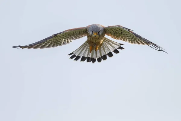 Torenvalk tijdens de vlucht — Stockfoto