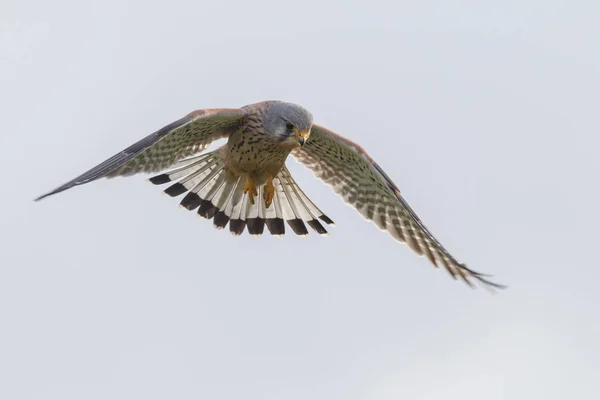 Common Kestrel in flight — Stock Photo, Image