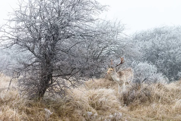 白霜和小鹿 — 图库照片