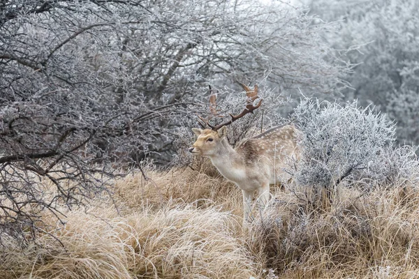 Hoarfrost and fallow deer — Stock Photo, Image
