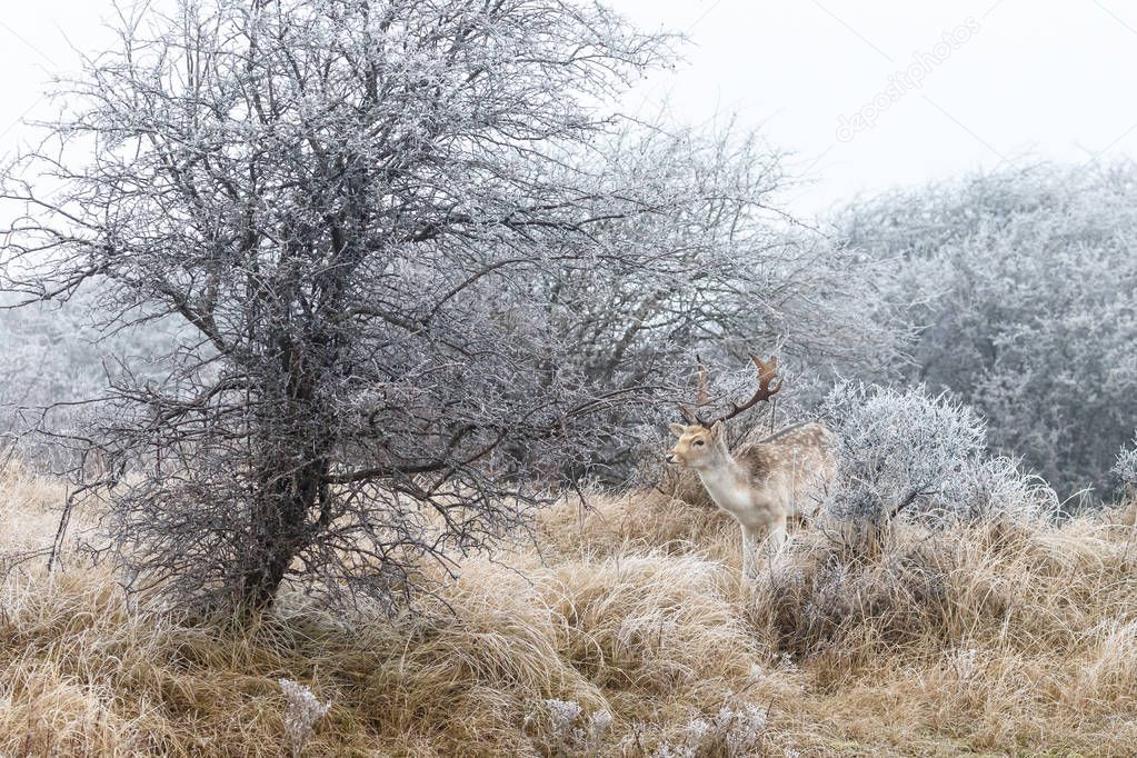 Hoarfrost and fallow deer