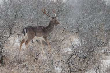  Alageyik ayakta doğada 