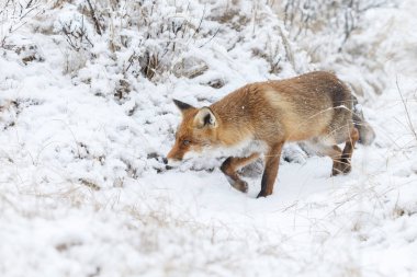 Kızıl Tilki kışın