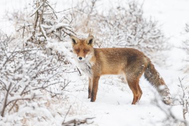 Kızıl Tilki kışın