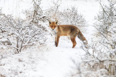 Kızıl Tilki kışın