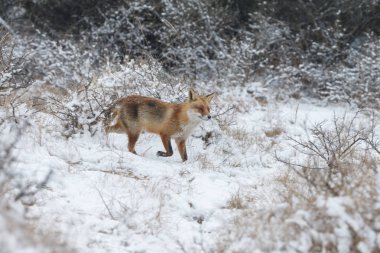 Kızıl Tilki kışın