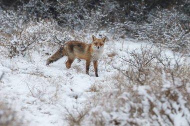 Kızıl Tilki kışın