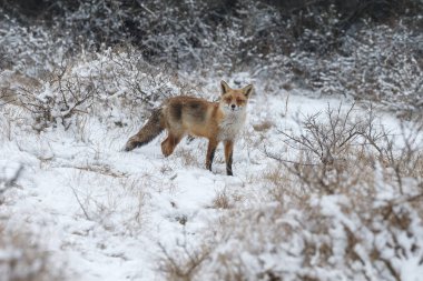 Kızıl Tilki kışın