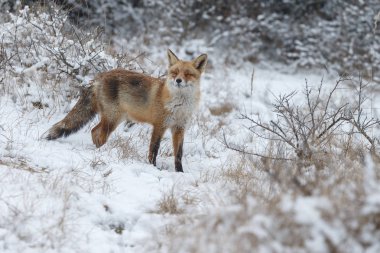 Kızıl Tilki kışın