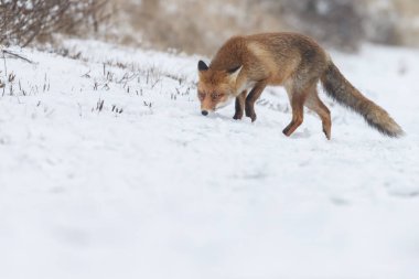 Kızıl Tilki kışın