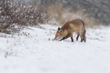 Kızıl Tilki kışın