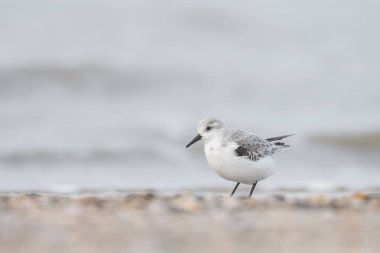  Avrupa Sanderling (Calidris alba) kuş