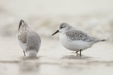  Avrupa Sanderling (Calidris alba) kuşlar