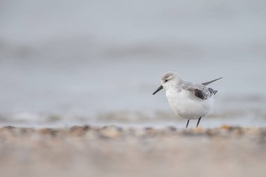  Avrupa Sanderling (Calidris alba) kuş