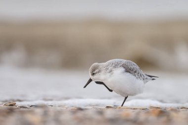  Avrupa Sanderling (Calidris alba) kuş