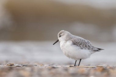  Avrupa Sanderling (Calidris alba) kuş