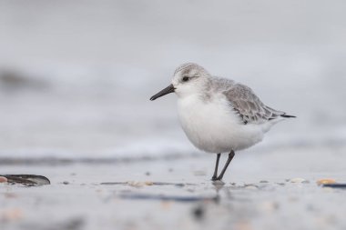  Avrupa Sanderling (Calidris alba) kuş